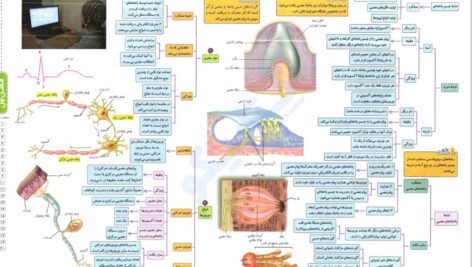دانلود فایل PDF کتاب میگ میگ زیست یازدهم فردین جوادی