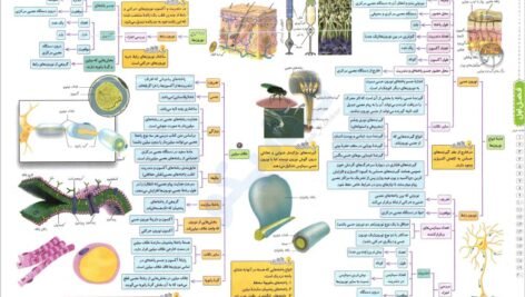 دانلود فایل PDF کتاب میگ میگ زیست یازدهم فردین جوادی